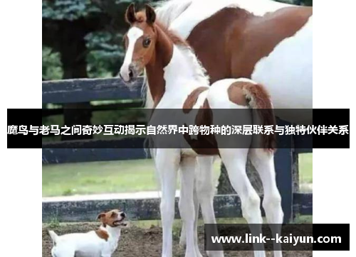 魔鸟与老马之间奇妙互动揭示自然界中跨物种的深层联系与独特伙伴关系